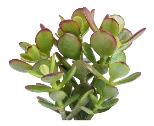 Imagem 3 de 4 de Muda De Árvore Do Dinheiro Jade Crassula Ovata - Suculenta !