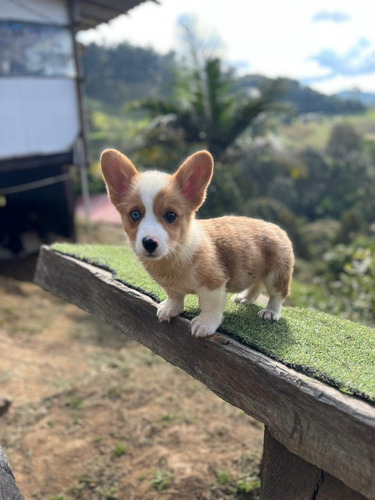 Cachorros Corgi Machos Animal Pets