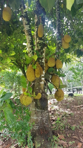 Chácara À Venda, 4 Quartos, 4 Suítes, Parque Residencial Itapeti - Mogi Das Cruzes/sp - 2617