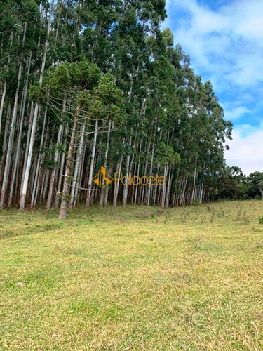 Imagem 10 de 15 de Rural Chacara - 886221-v