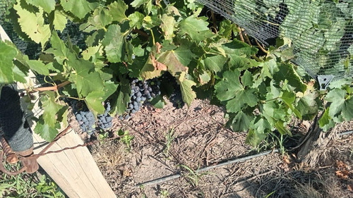 Exclusivo Viñedo De 20 Ha. En Cuadro Benegas