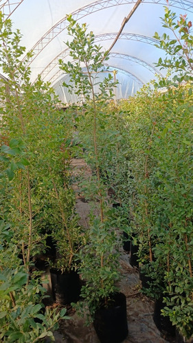Eugenias 10 Litros Cerco Vivo 1.50 Aprox