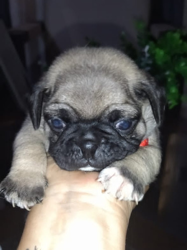 Pug Carlino 