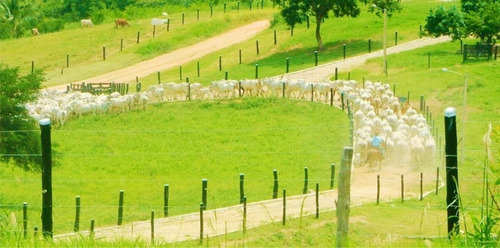 Imagem 3 de 13 de Fazenda 422 Alqueires, Dupla Aptidão, Rica Em Água Com Rio, Ribeirão, Açudes E Nascentes Na Propriedade, Poço Artesiano, Curral, Piquete, Casa Sede - Fa00192 - 70548047