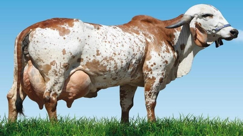 Premix Probiótico Para Aumentar Leite Vaca - Max Leite 20 Kg