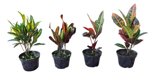 Kit Com 4 Crotons Sendo, 1 Gold 1 Gingua 1 Excelent 1 Petra