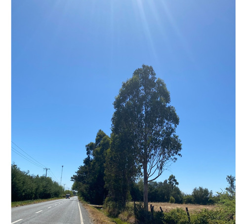 Buscas Un Sitio En Ñiquen , Región De Ñuble , Aquí Esta ¡¡¡
