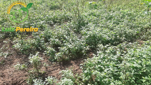 Imagem 5 de 15 de Fazenda À Venda Em Grajaú - Ma - 1.500 Hectares (dupla Aptidão) - 2114