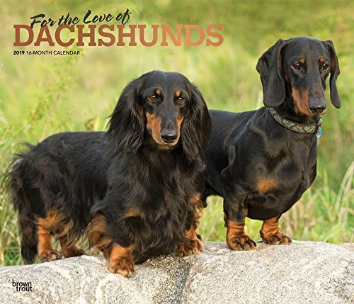 Por El Amor De Los Dachshunds 2019 Calendario De Pared De Lu