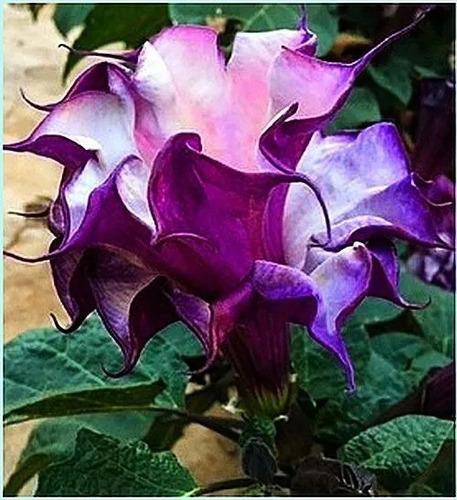 Muda Datura Dobrada Planta Flor Saia Roxa Trombeta De Anjo | Parcelamento  sem juros