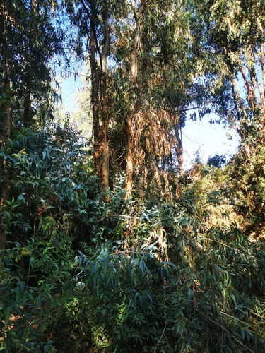 Quinta La Fe Doñihue
