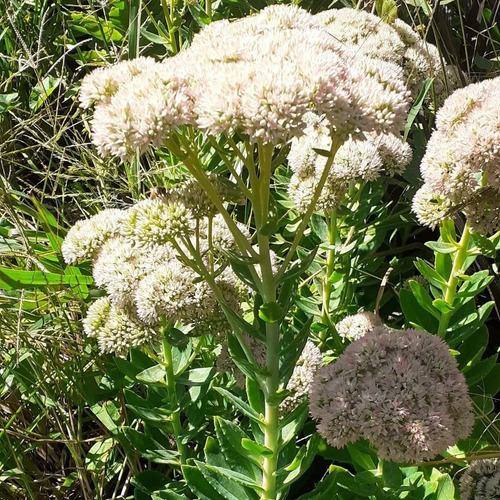 Hylotelephium Spectabile Telefío, Sedum De Otoño 3lts