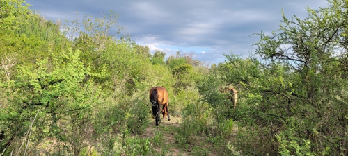 Imagen 6 de 27 de Oportunidad Hermoso Campo Productivo Las Tapias
