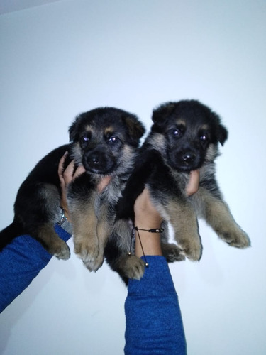 Espectaculares Cachorros Pastor Alemán 