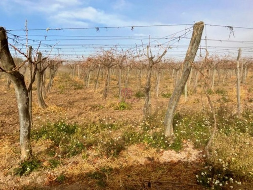 Imagen 19 de 19 de Greenwood Vende Hermosa Finca Con Viñedos, Casa, Galpon Y Pozo Para Riego