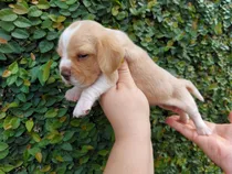 Comprar Beagle Bicolor Hembra