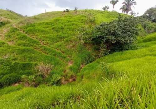 Imagen 22 de 30 de Vendo Finca En Tocuyito Vía Cachinche ( Dt )