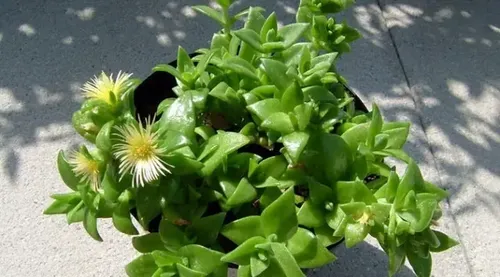 15 Sementes Kanna Sceletium Tortuosum Suculenta P/ Mudas