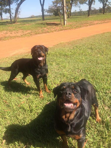 Filhote De Rottweiler Cabeça De Touro