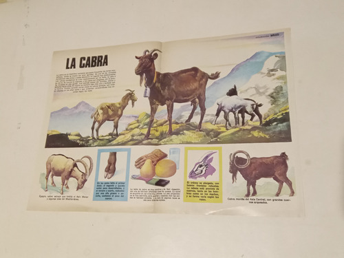 4 Afiches Revista Anteojito: Lamina Central - Animales. 1970