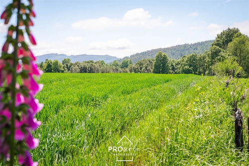 Terreno 5.000 M2 En Venta En Paillaco