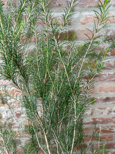 Melaleuca 1.20m Maceta 7l Cerco Vivo Cortaviento Resistente