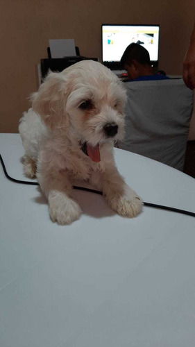 French Poodle