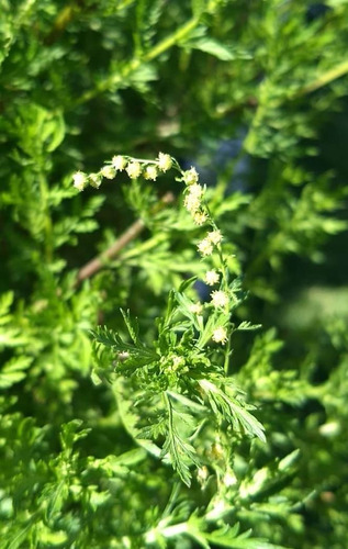 Artemisia Annua 500 Semillas 100% Orgánicas.