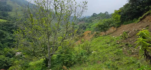 Venta De Lote En Santa Bárbara Vereda Pitayó Lote No. 2a