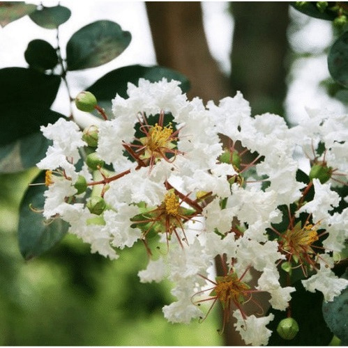 Semillas De Crespon Blanco O Árbol De Júpiter X 30 Unid. 