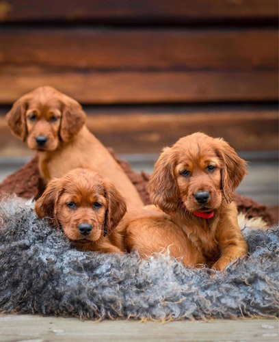 Adorable Setter Irlandes Bebes Mercado Libre Adorable Setter Irlandes Bebes Mercado Libre