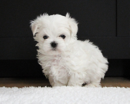Cachorro Bichon Maltes Hembra Raza Hipoalergénica