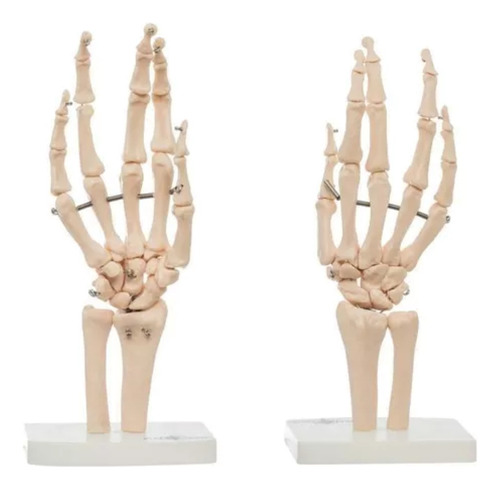 Modelo Anatomico Articulacion De Mano - Anatomik