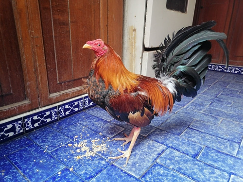 Gallo De Pelea 