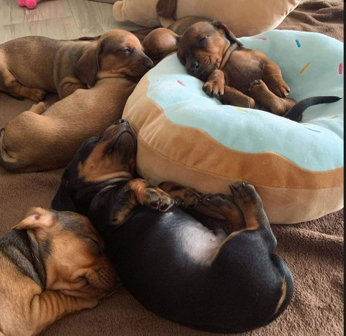 Cachorros Salchicha Dachshund 