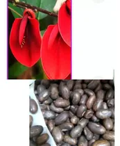 Comprar Ceibo Rojo Semillas