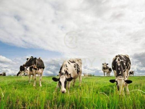 Campo Agrícola De 168 Hectáreas, Coneat 120. Salto, Uruguay