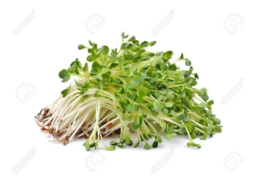 Semillas De Alfalfa Ideal Para Hacer Germinados 1kg