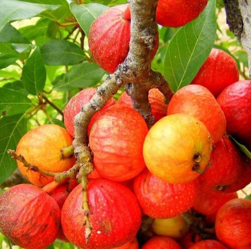 Sementes Figo De Cacho Ficus Racemosa Árvore Frutas P/ Mudas