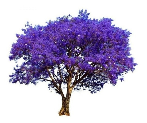 Muda De Jacarandá Caroba - Ideal Para Jardim