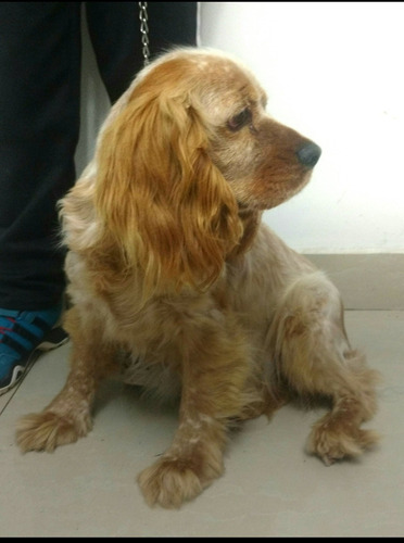 Imagen 3 de 3 de Cachorros Cocker Spaniel Inglés Hembras