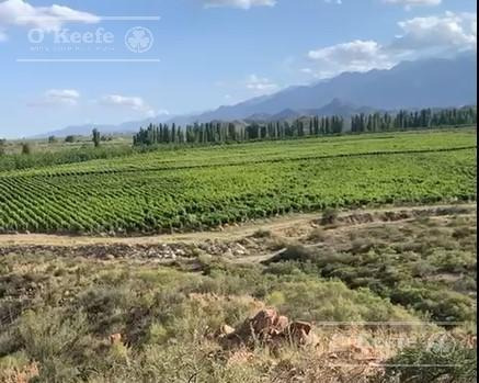 Imagen 6 de 30 de Campo En Venta En Tupungato De 30000 Has - Viñedos De Altura - Nogales - Desarrollo Inmobiliario