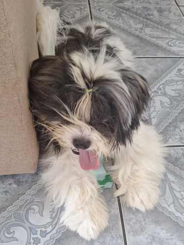Cachorro Shih Tzu + Lhasa Apso. Macho