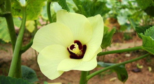 Quiabo Apuim - 1 Kg =15.000 Sem. Inicia Produção Aos 40 Di