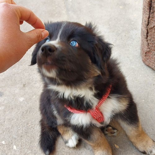 Vendo Hermoso Cachorrito Hasky