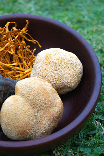 Polvo Melena De León (hericium-erinaceus) X 75 Gr.