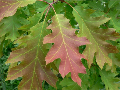 De Semilla Arbol Roble Rojo Canadiense, Roble Boreal