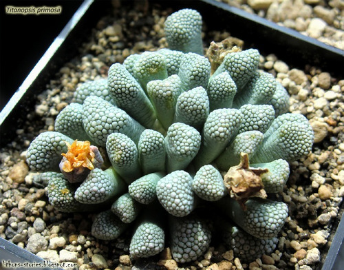 Imagem 3 de 10 de Suculenta Titanopsis Mix Cacto Pedra Lithops Sementes