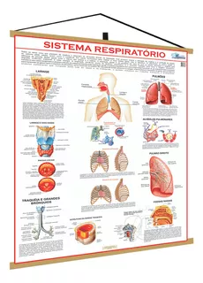Mapa Sistema Respiratorio Corpo Humano Banner Medicina Anato