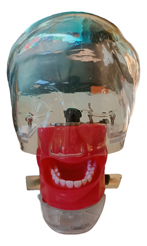 Fantoma Dental Maniquí Con Tipodento Práctica Odontología